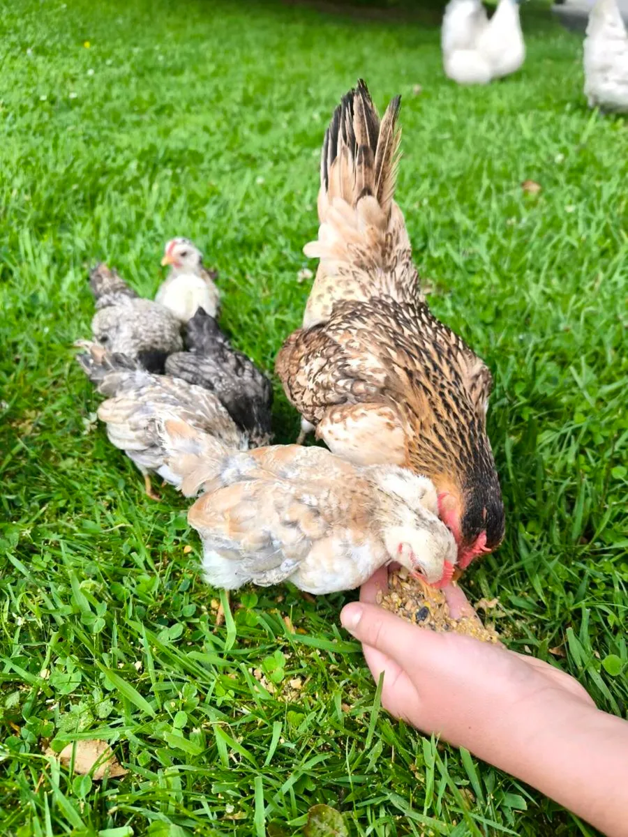 Serama Chicks - Image 2