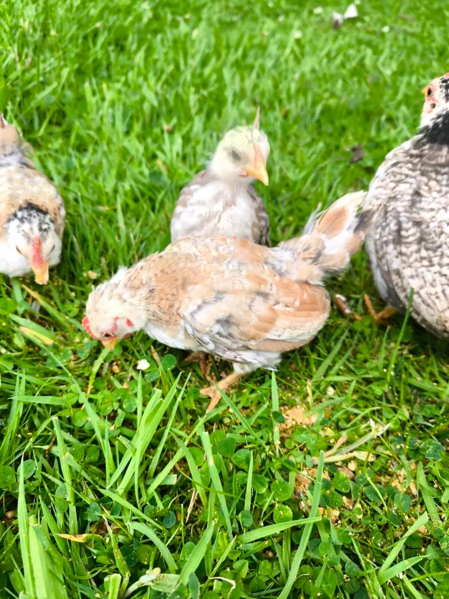 Serama Chicks - Image 3