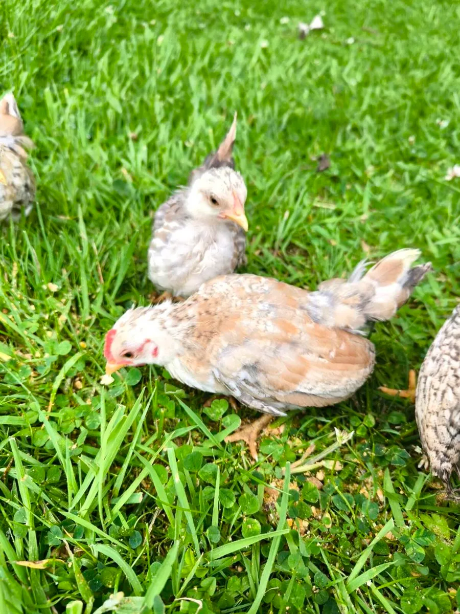 Serama Chicks - Image 4