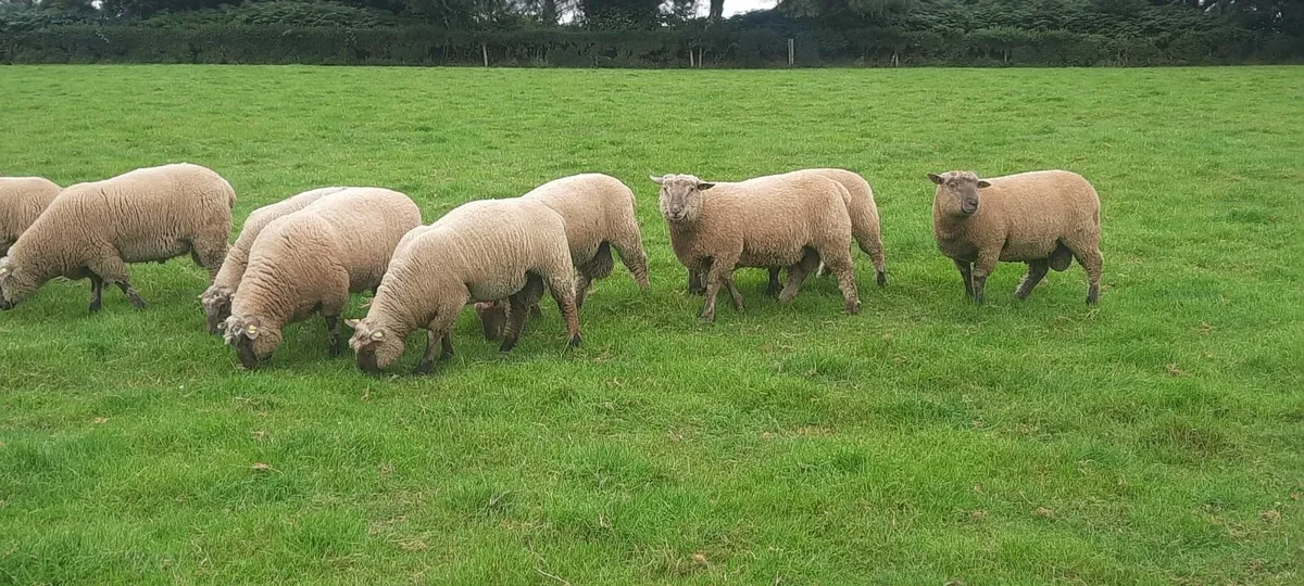 Vendeen Ram Lambs - Image 2