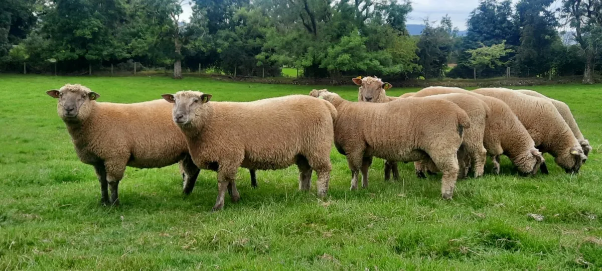 Vendeen Ram Lambs - Image 1