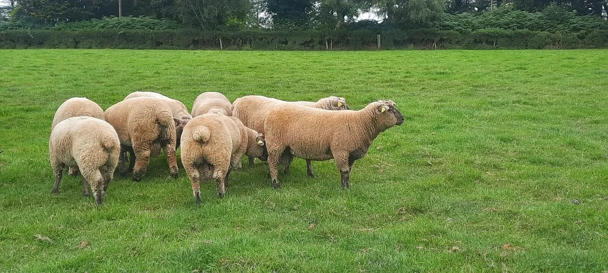 Vendeen Ram Lambs - Image 3