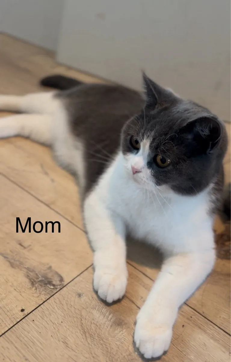 British shorthair kitten(boy) - Image 3