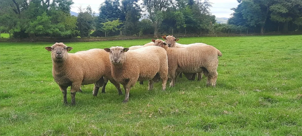 Vendeen Ram Lambs - Image 4