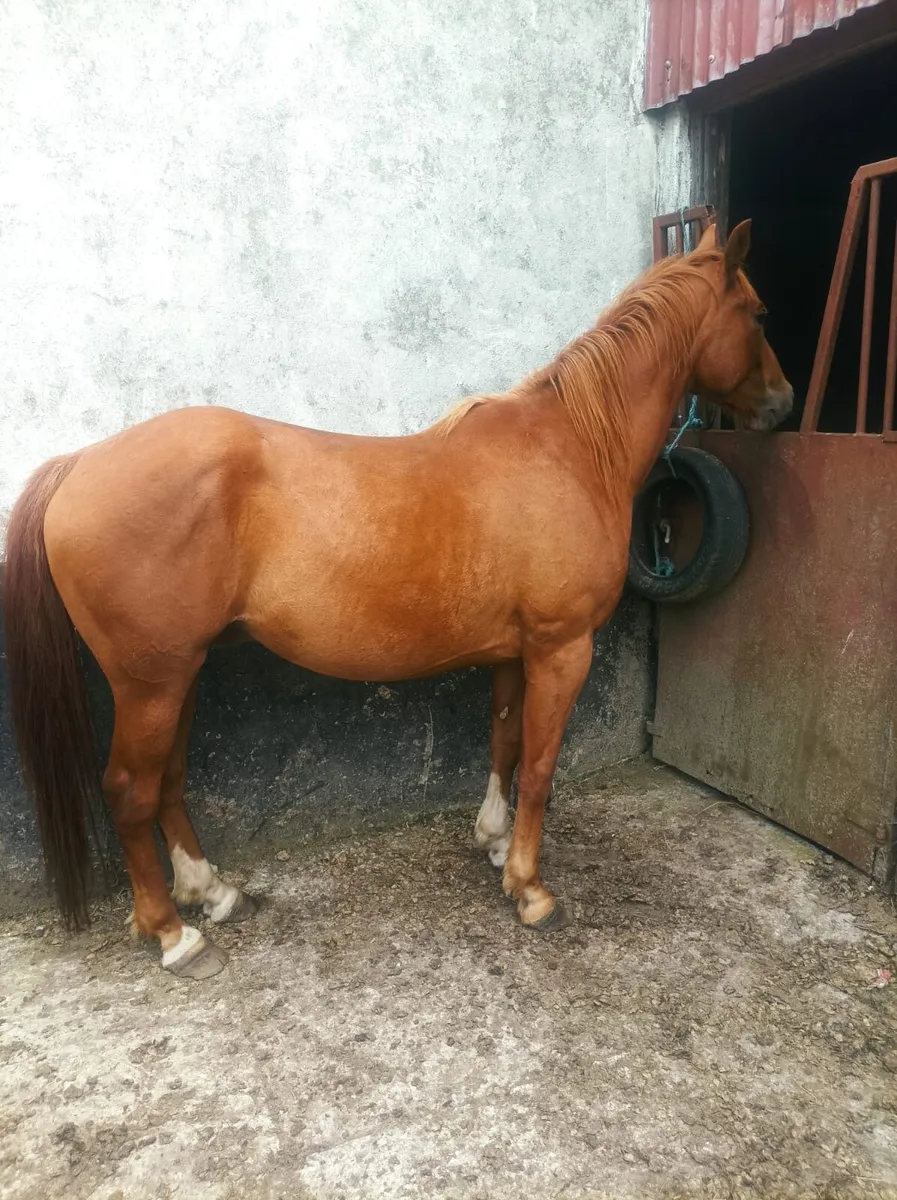 Horse
