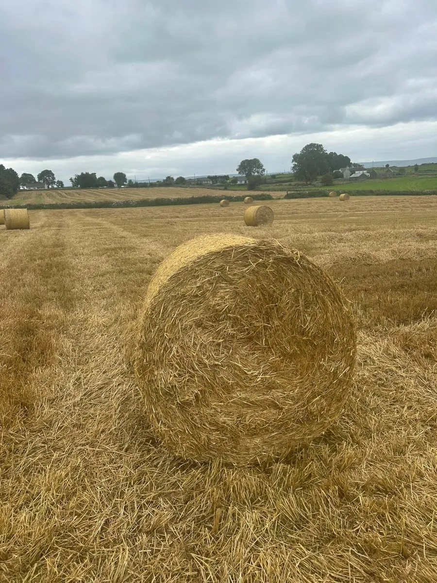 Round bales of Spring Barley straw - Image 2