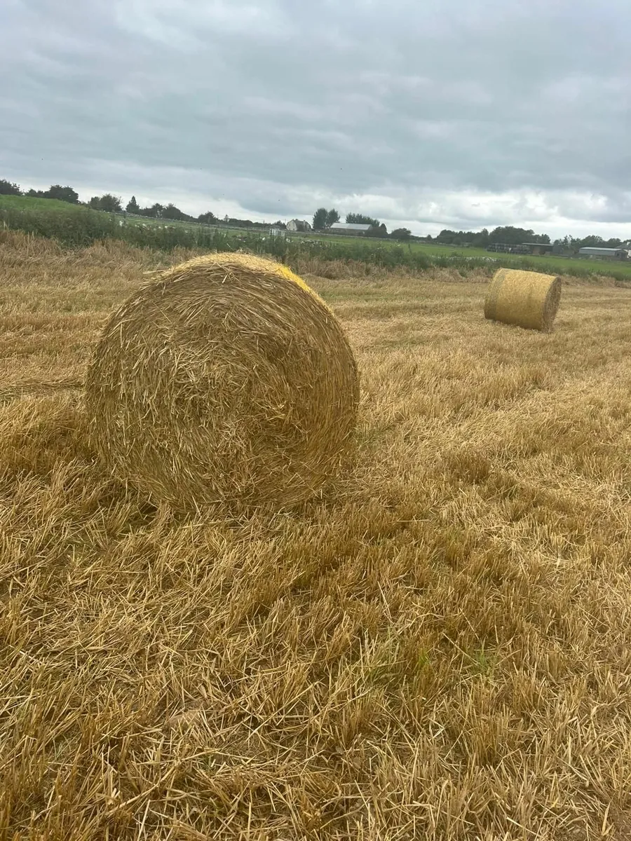 Round bales of Spring Barley straw - Image 3