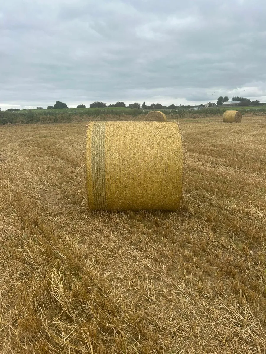 Round bales of Spring Barley straw - Image 4