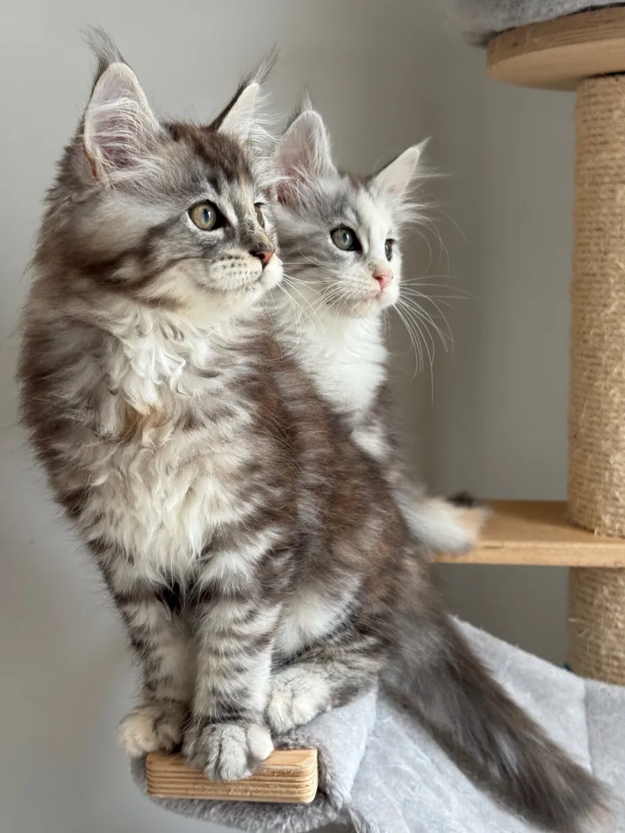 Maine coon kittens - Image 1