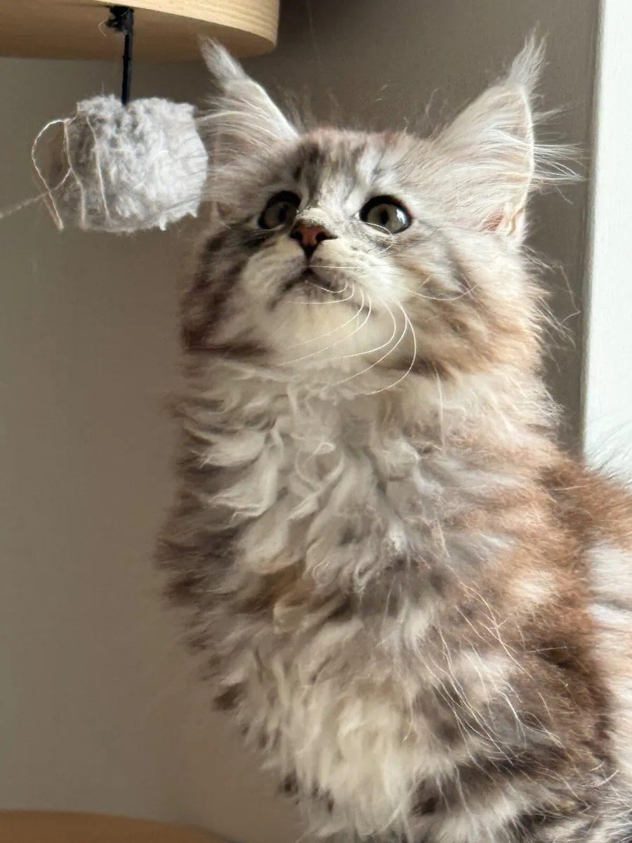 Maine coon kittens - Image 3