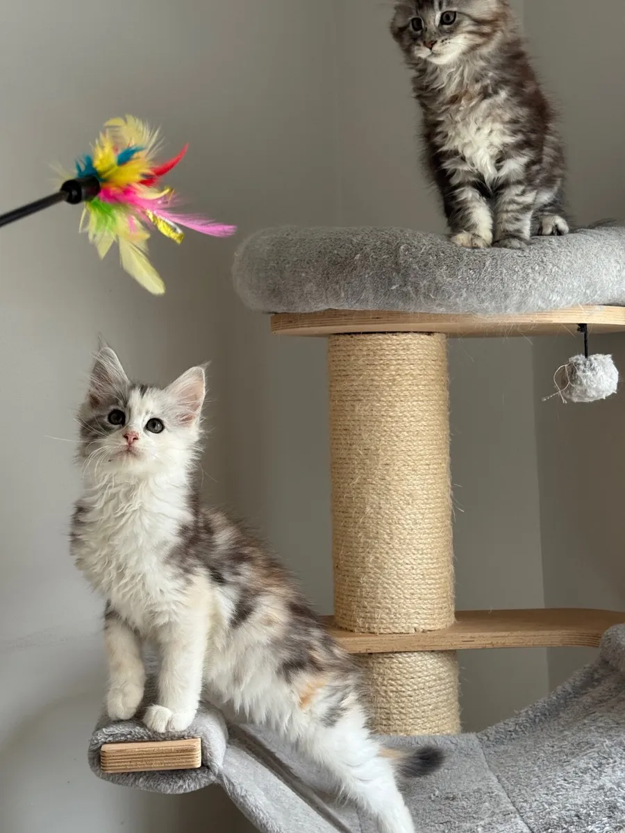 Maine coon kittens - Image 4