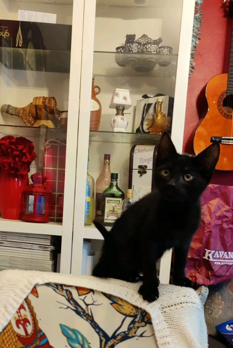 Kittens - Image 2