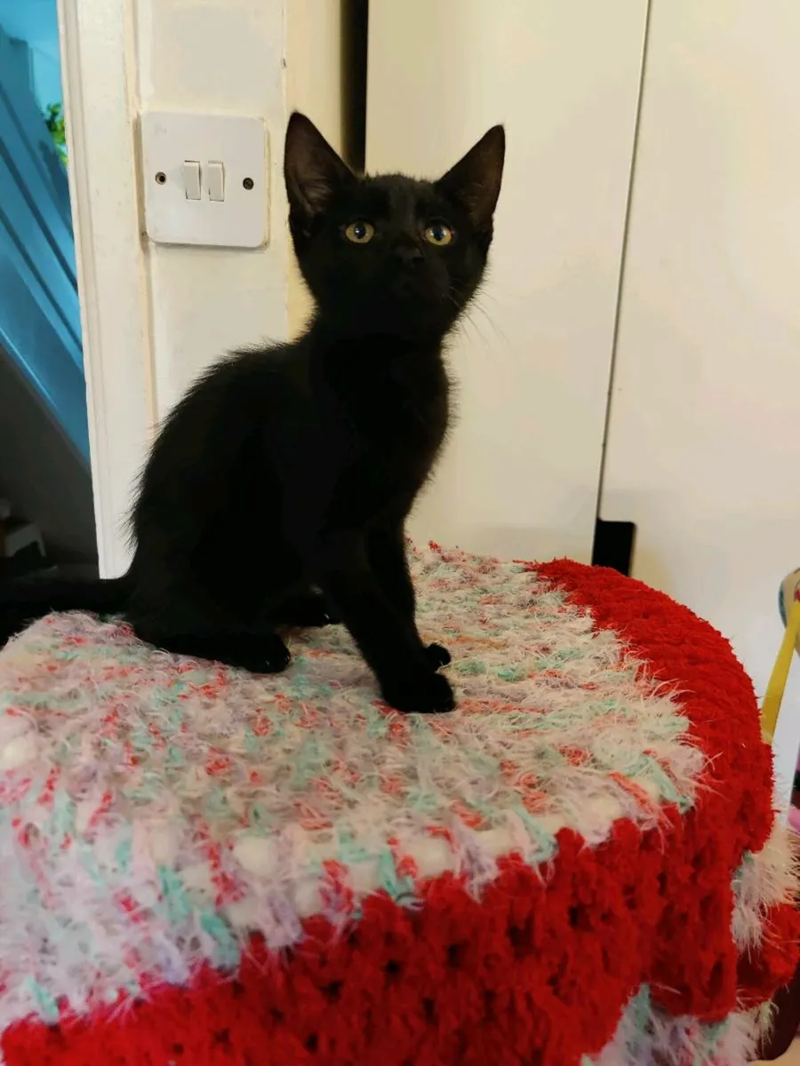 Kittens - Image 3