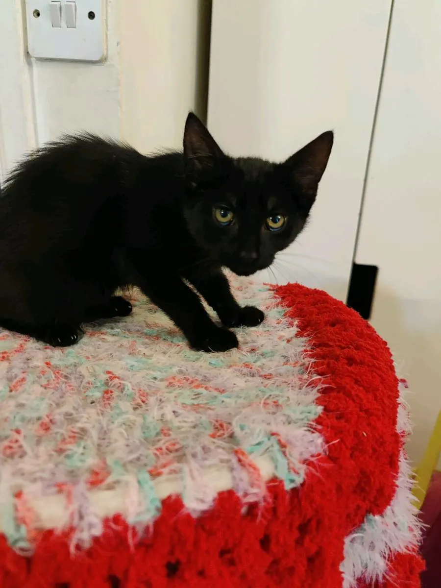 Kittens - Image 4