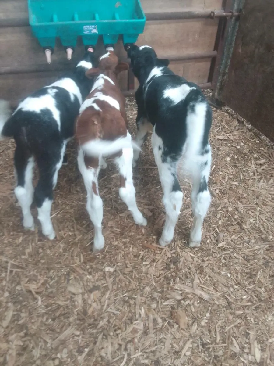 Calves - Image 1
