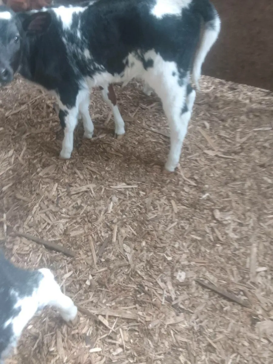 Calves - Image 3