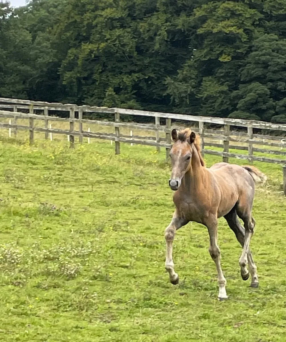 Financial Reward Colt Foal - Image 2