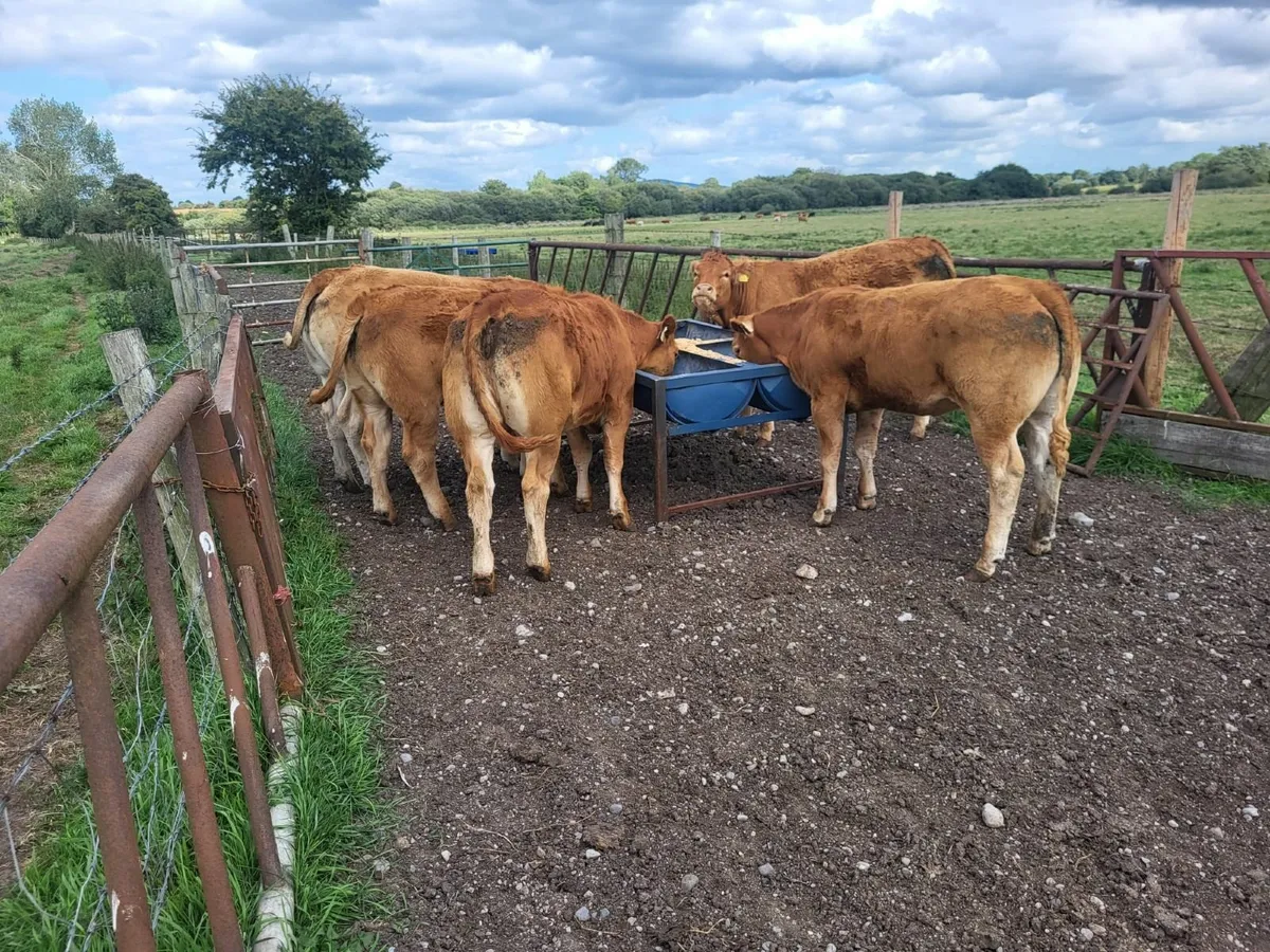 Cows for sale in Tullow Mart - Image 1
