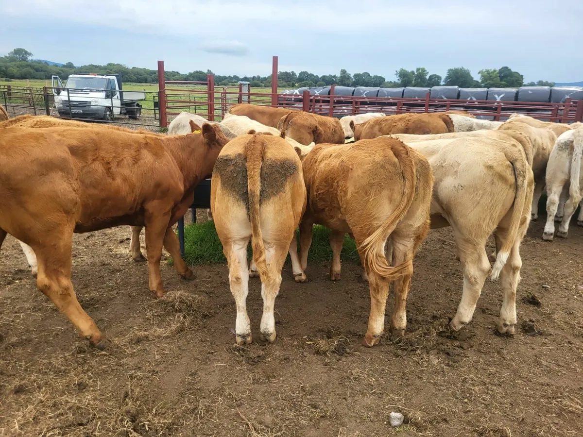 Cows for sale in Tullow Mart - Image 2
