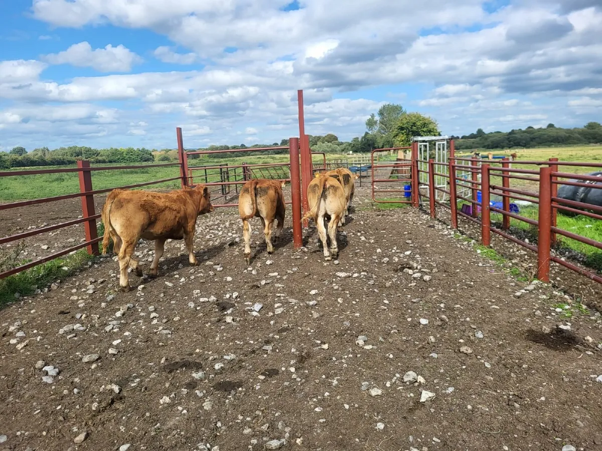 Cows for sale in Tullow Mart - Image 3