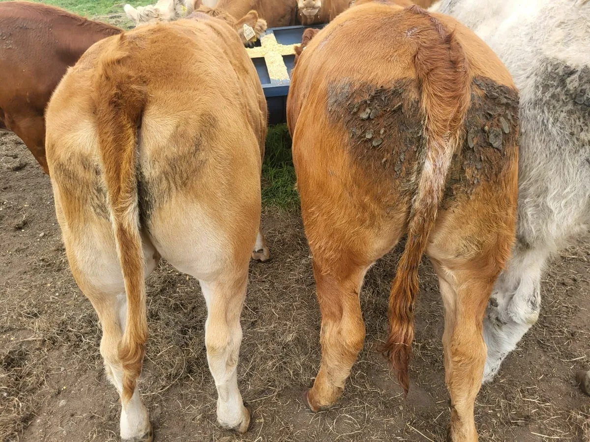 Cows for sale in Tullow Mart - Image 4
