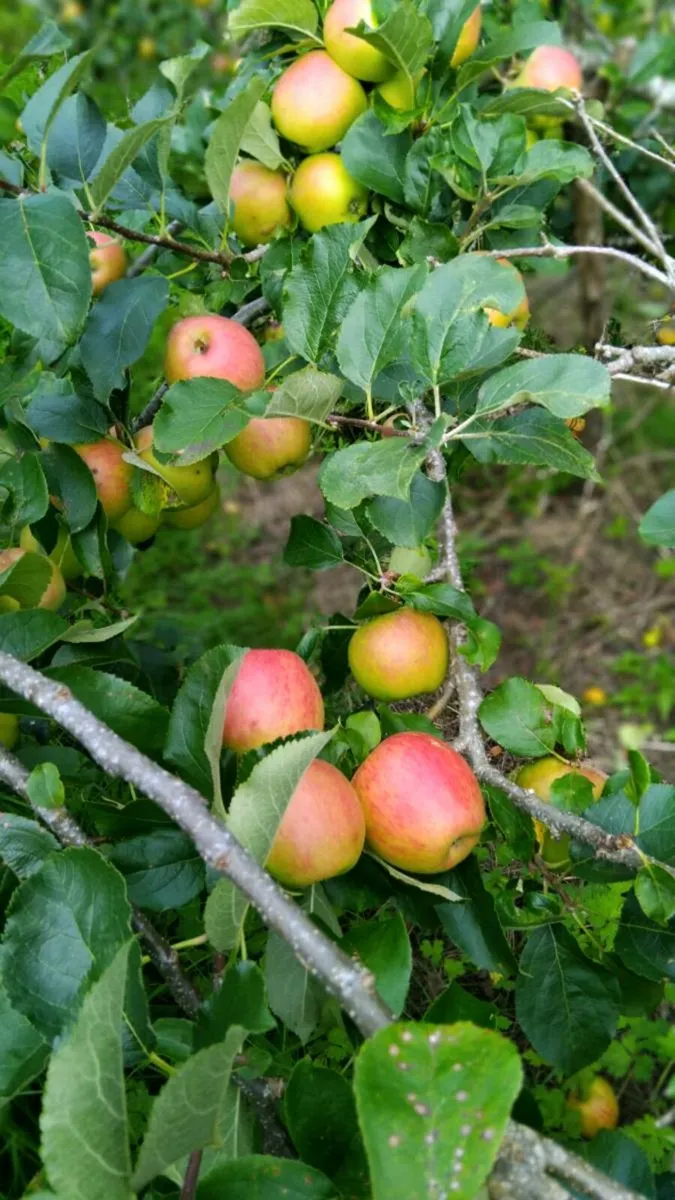 Apples - Image 1