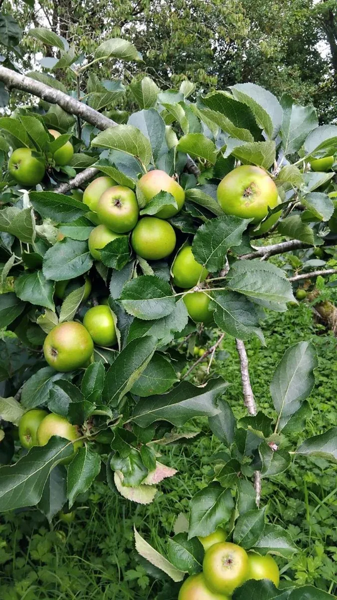 Apples - Image 2