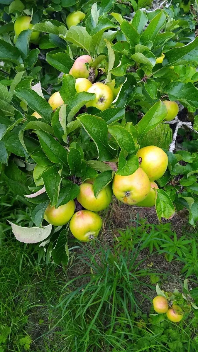 Apples - Image 3