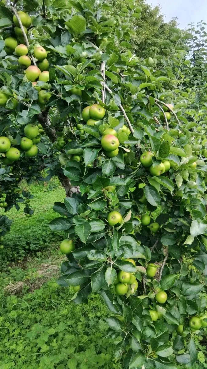Apples - Image 4