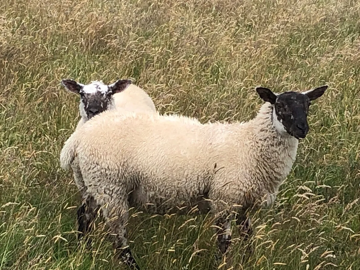 Lambs - Image 2