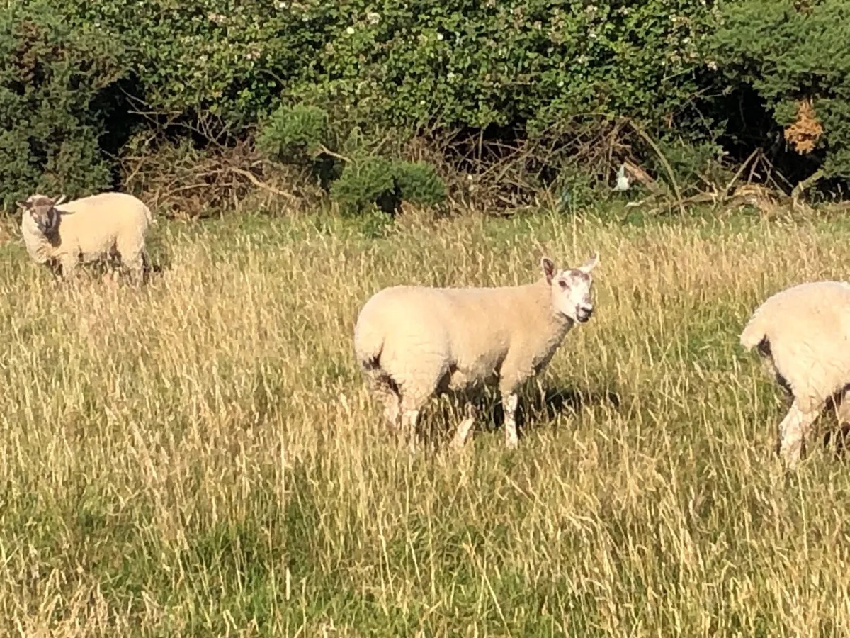Lambs - Image 3
