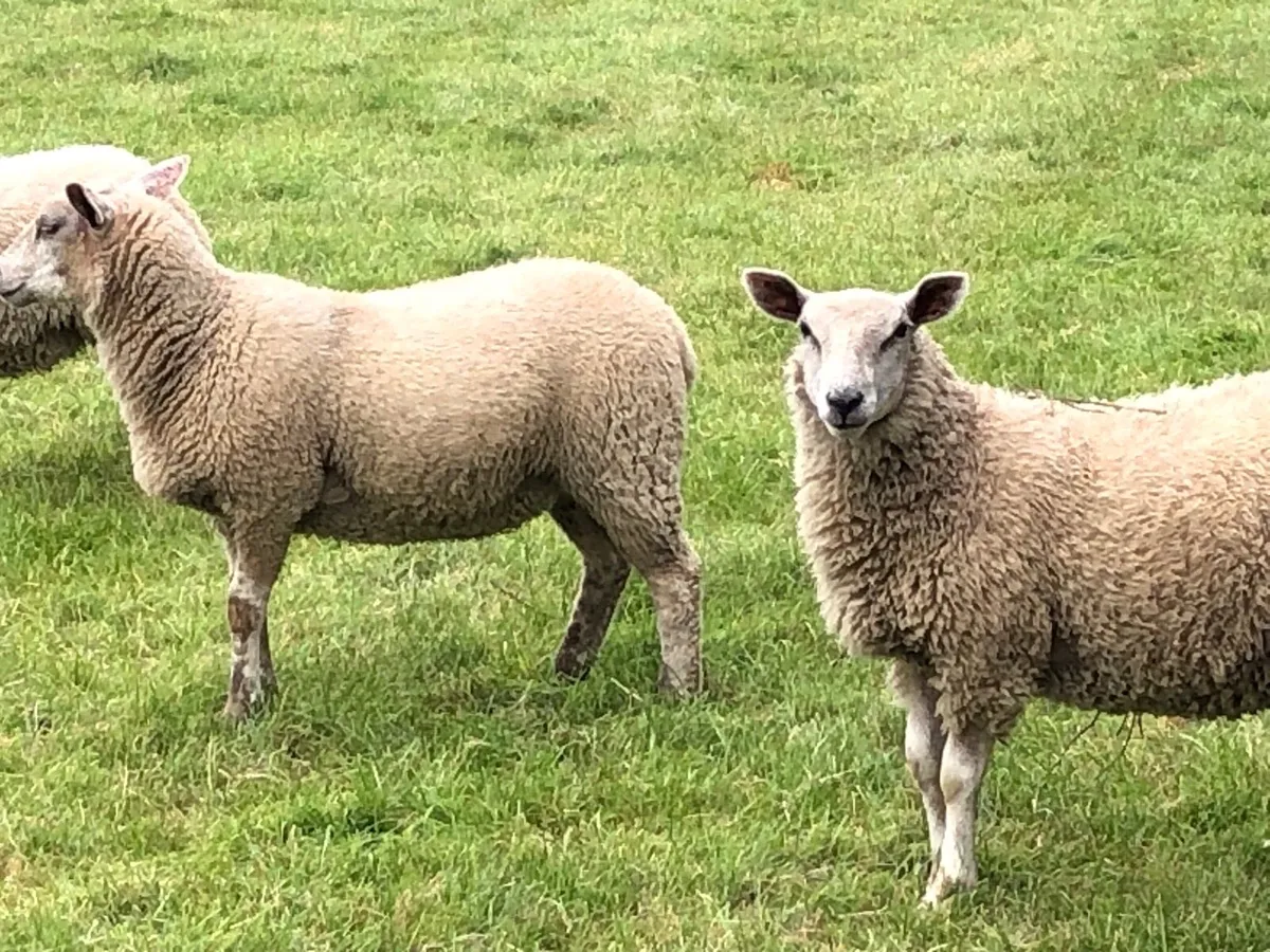 Lambs - Image 4