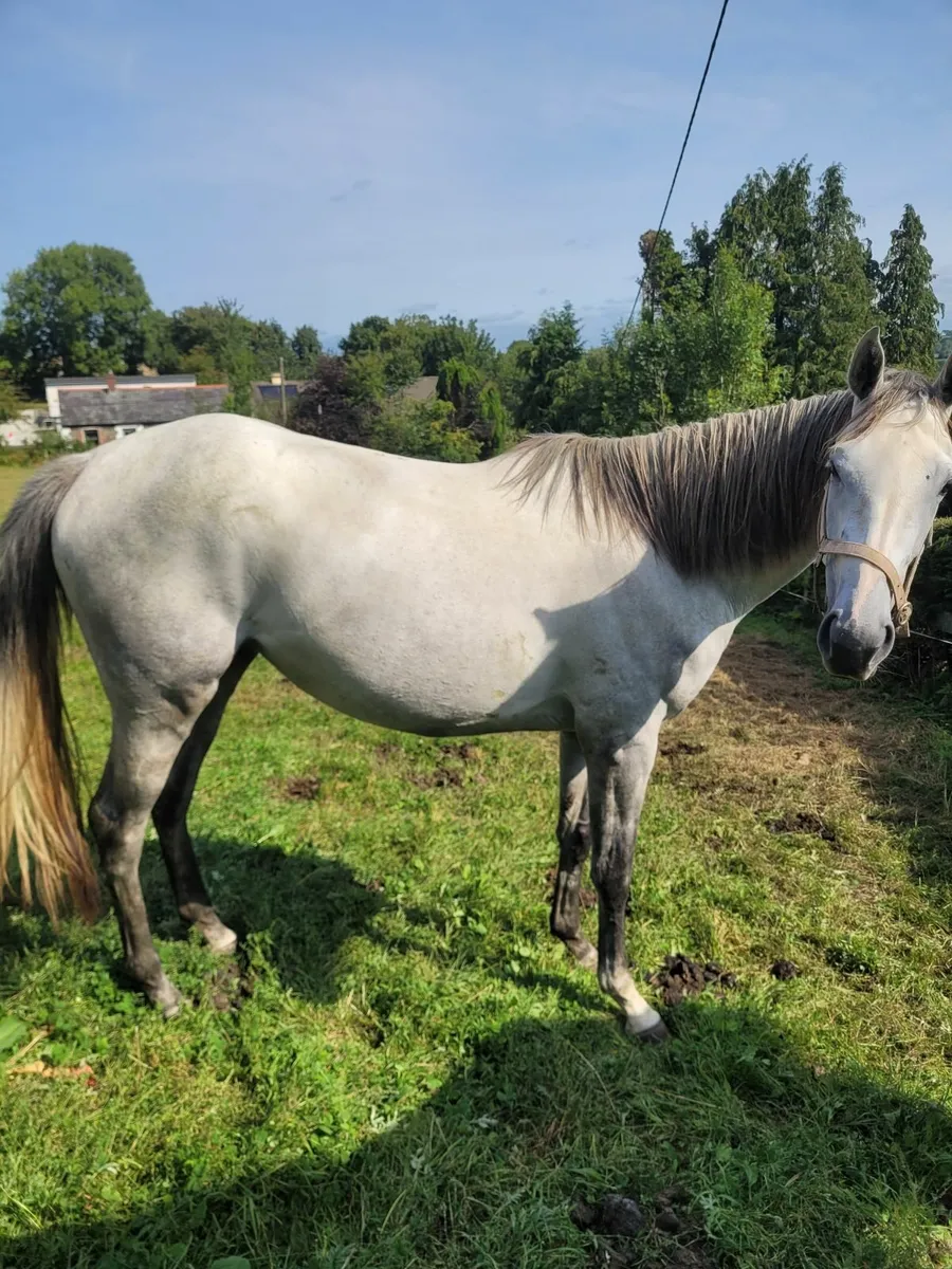 3 Year Old Grey Filly T.B. - Image 1