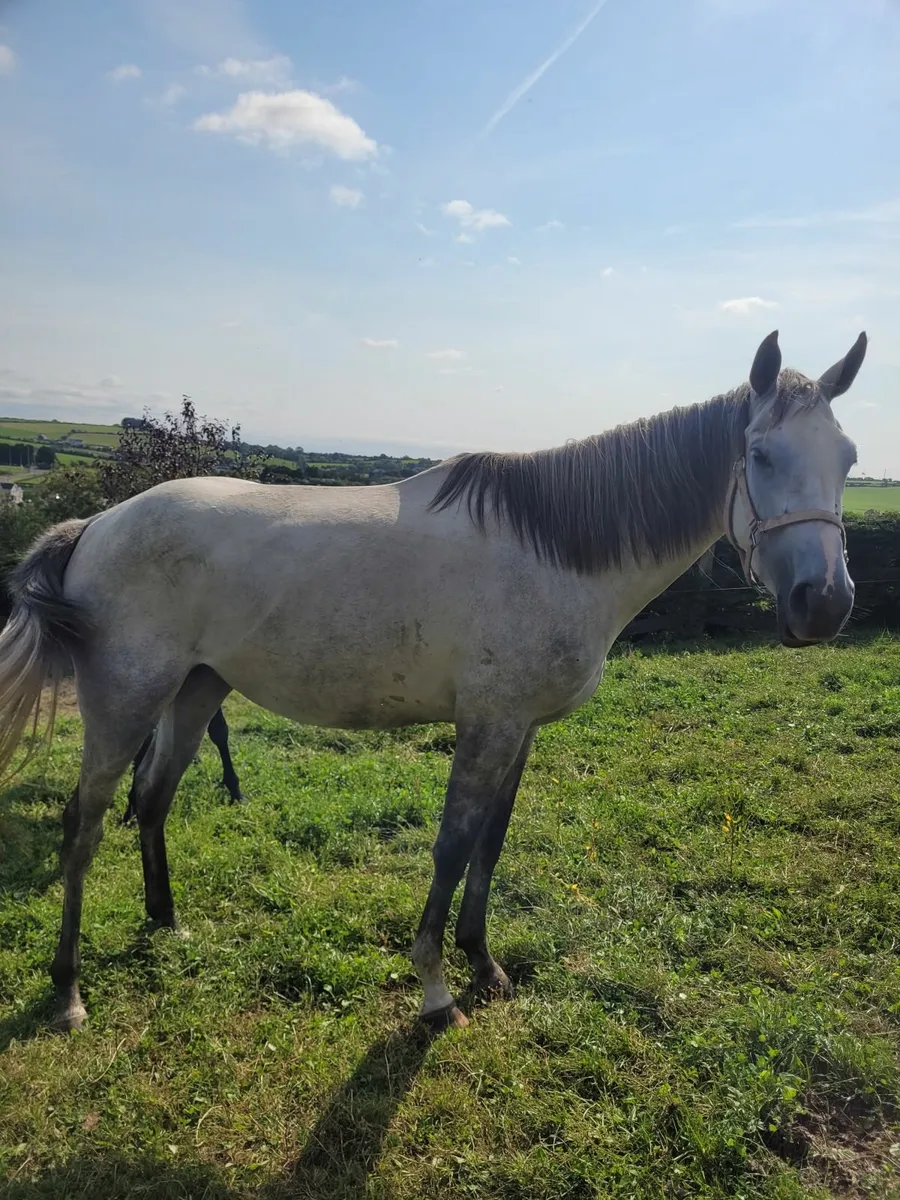 3 Year Old Grey Filly T.B. - Image 2