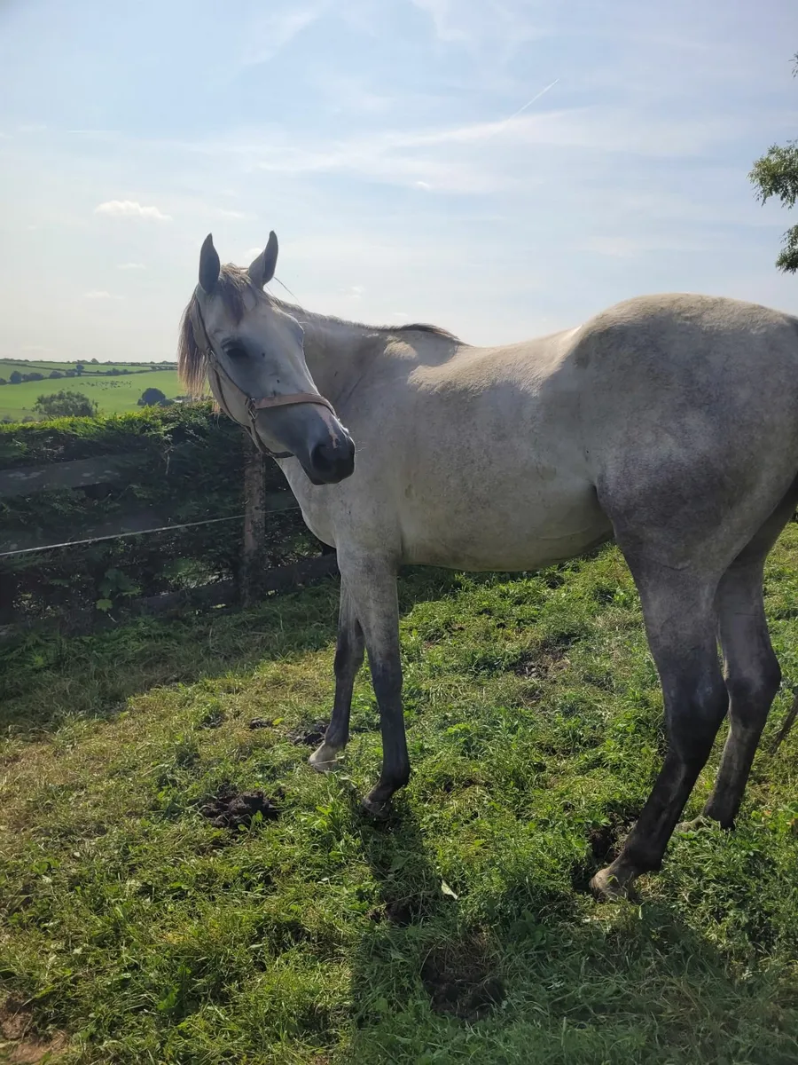 3 Year Old Grey Filly T.B. - Image 3