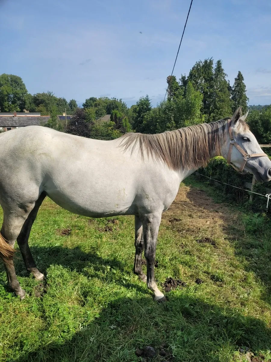 3 Year Old Grey Filly T.B. - Image 4