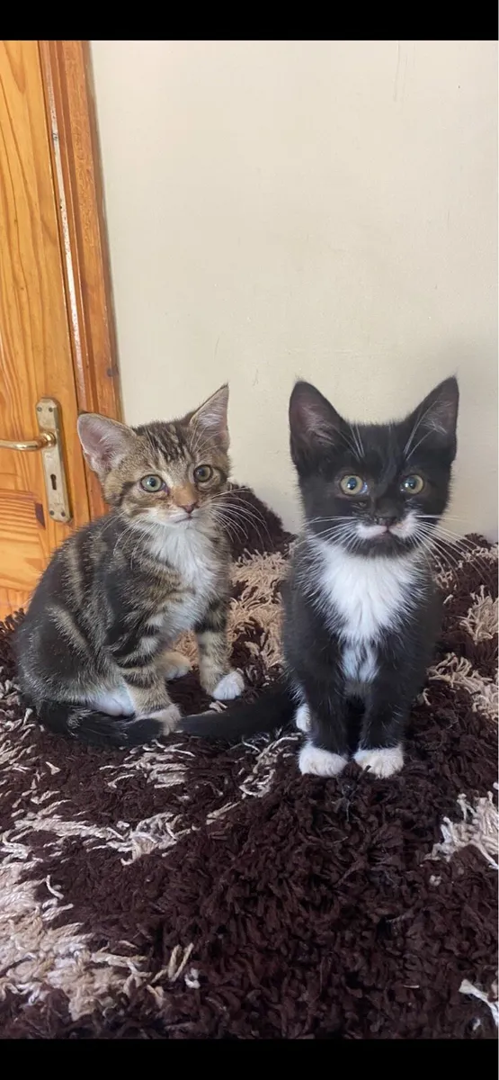Kittens - Image 1