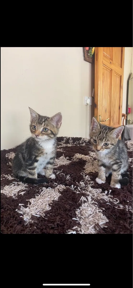 Kittens - Image 2