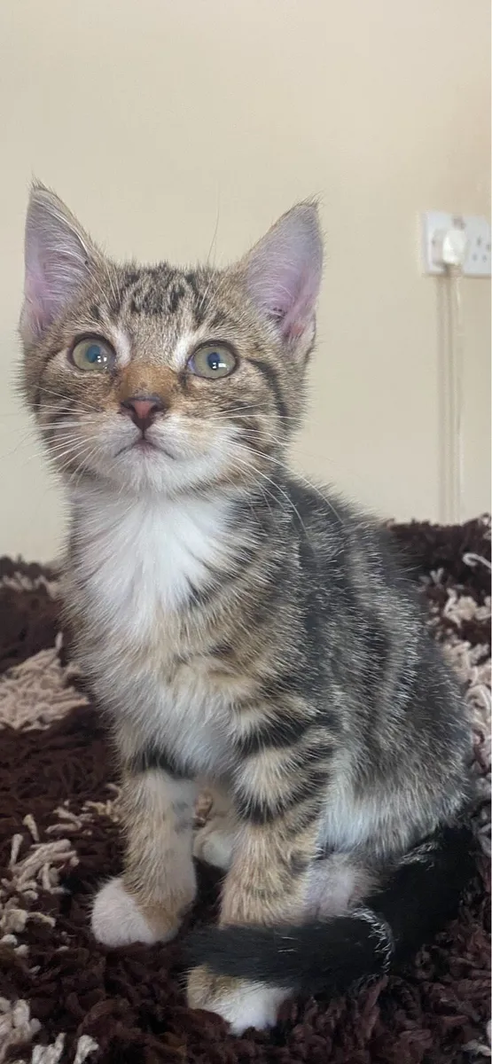 Kittens - Image 3