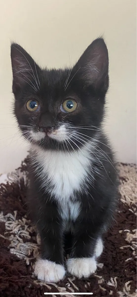 Kittens - Image 4