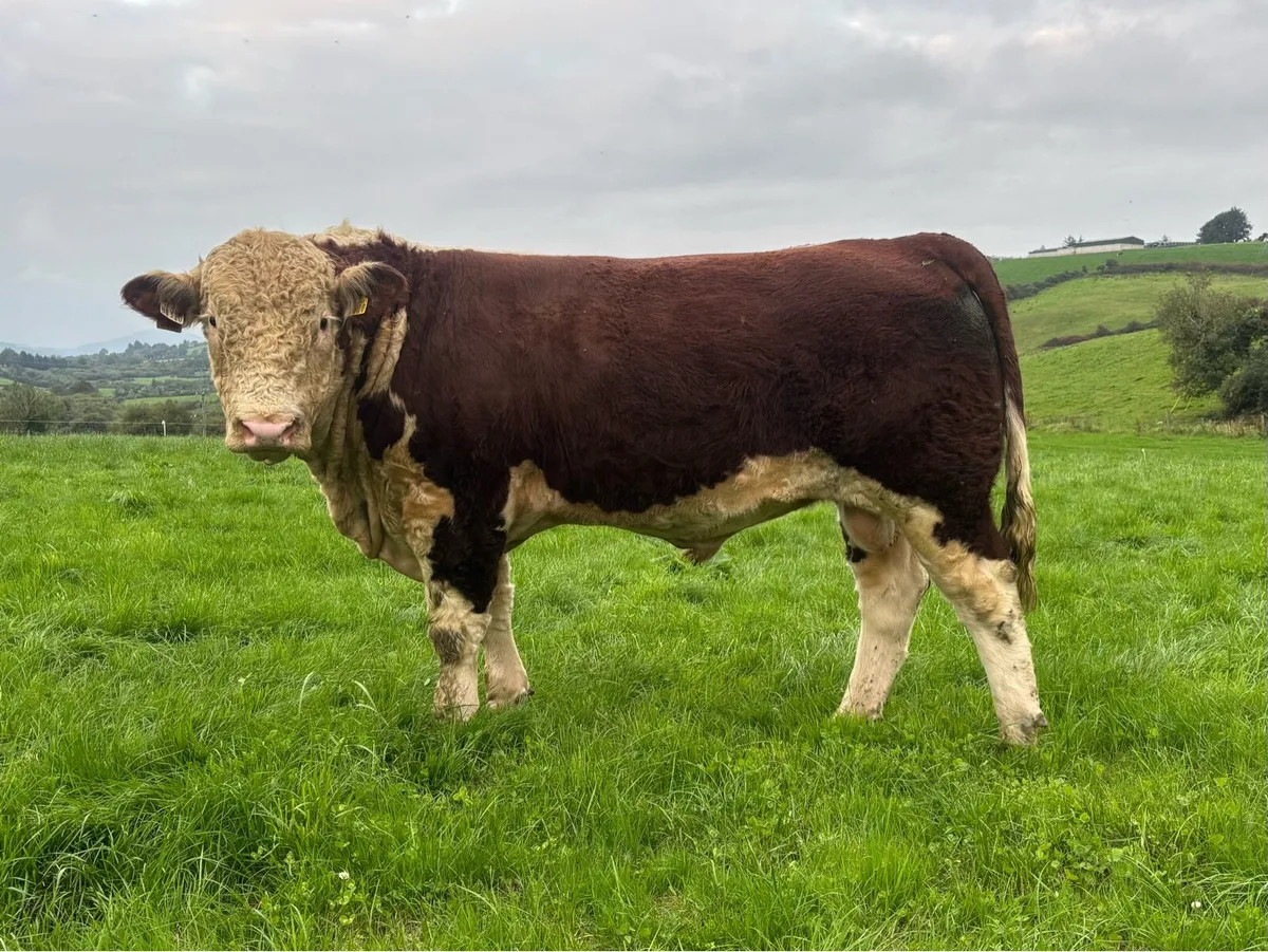 Hereford Bulls - Image 1
