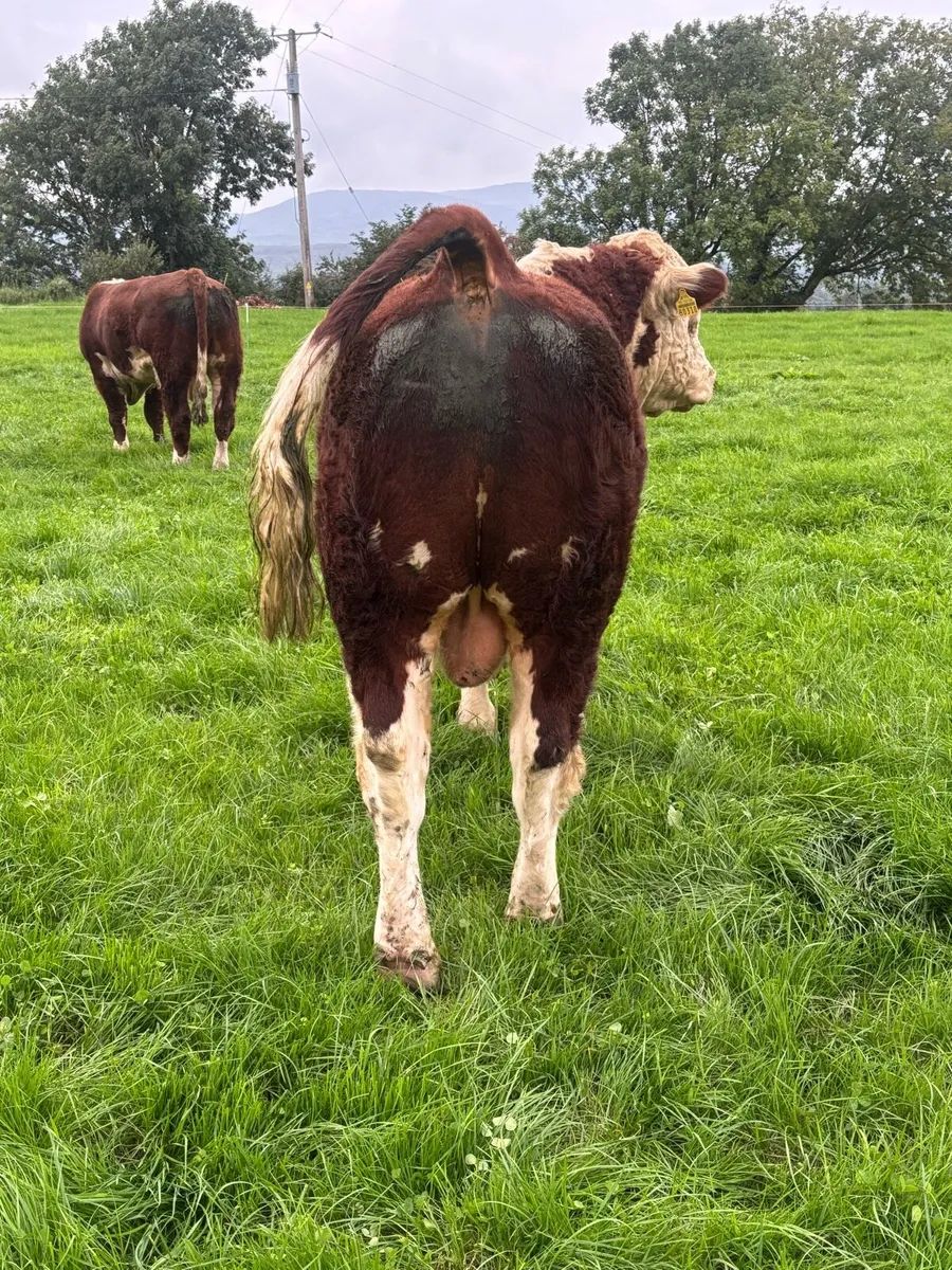 Hereford Bulls - Image 2