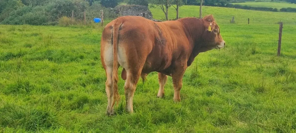 Limousine Bull - Image 1
