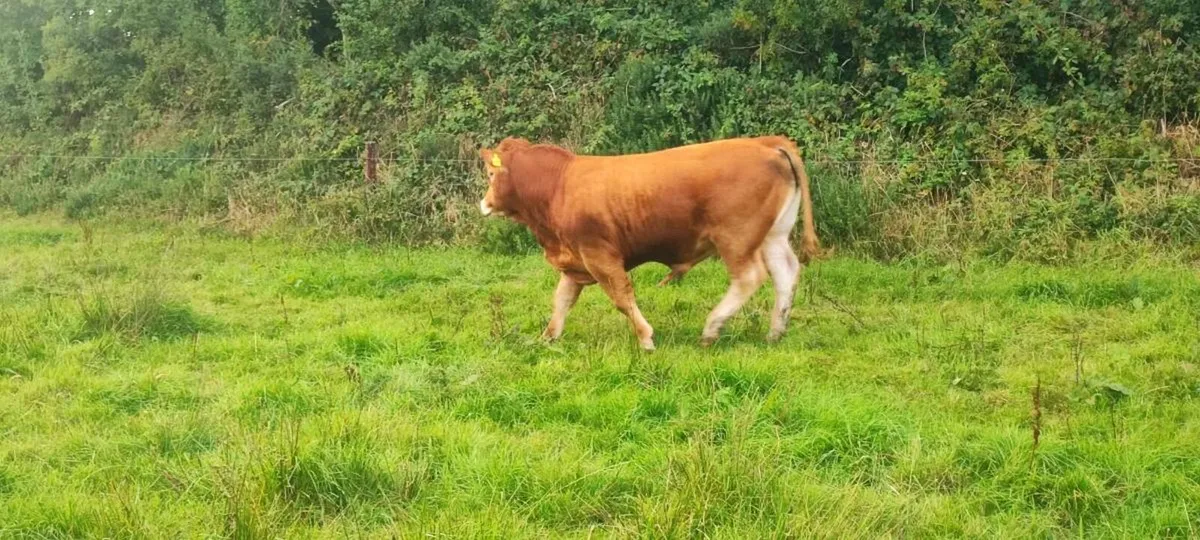 Limousine Bull - Image 2