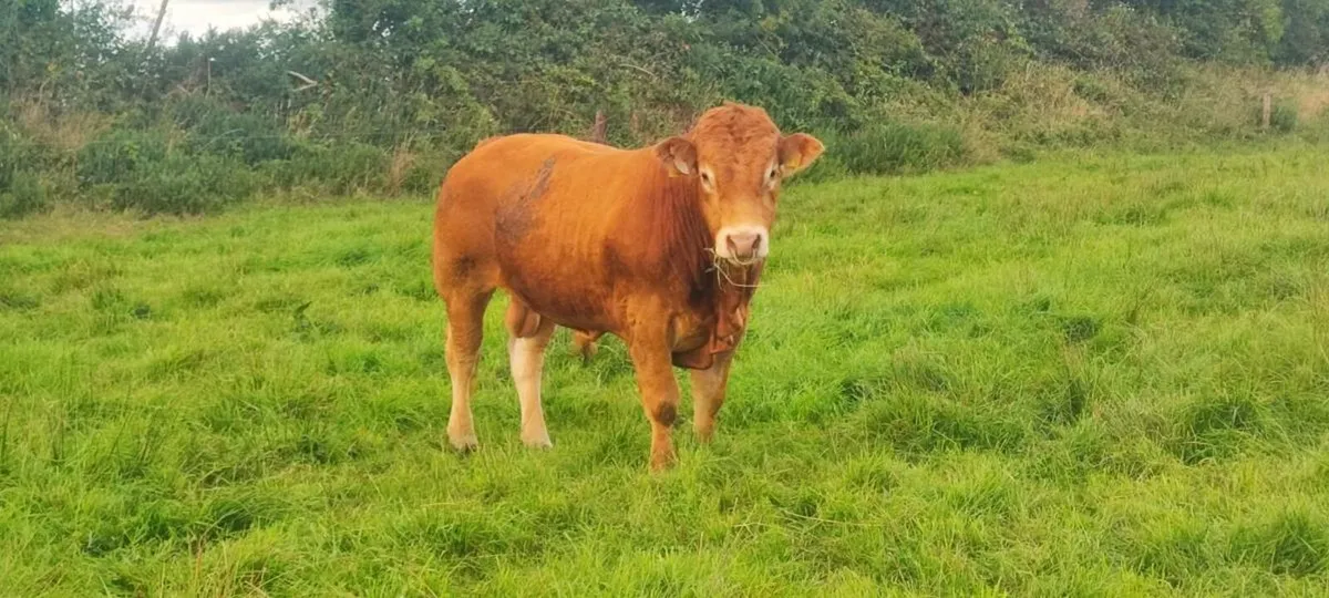 Limousine Bull - Image 3