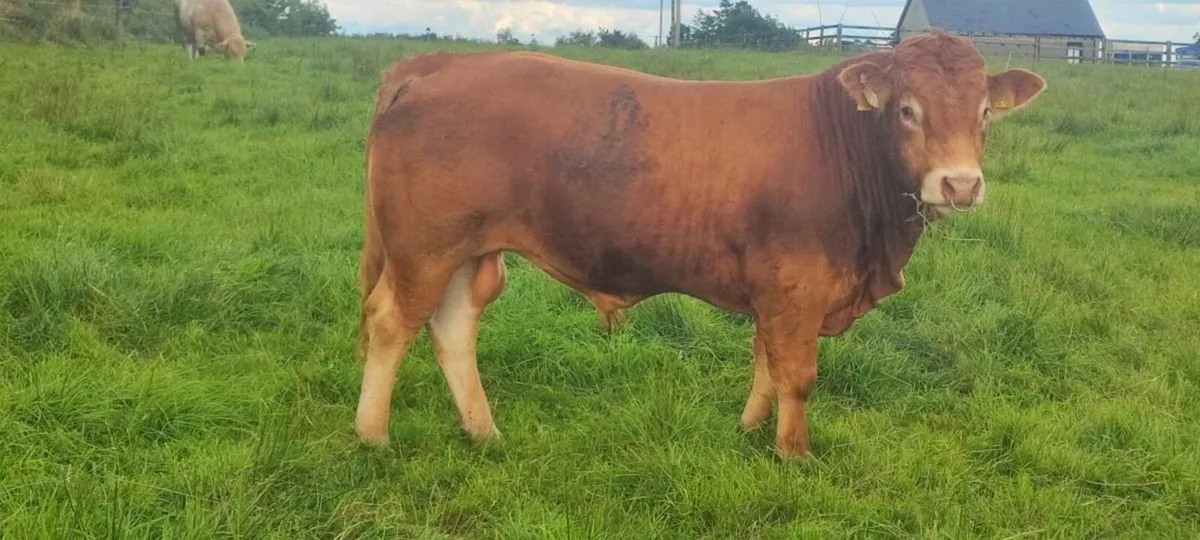 Limousine Bull - Image 4
