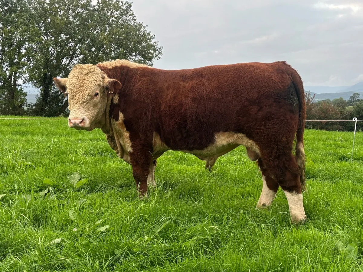 Hereford Bulls - Image 4