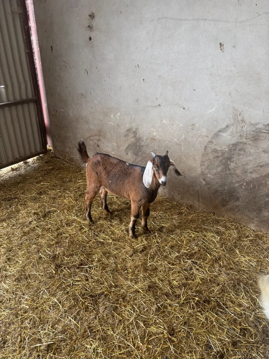 Nubian Buck kids £40 each - Image 1
