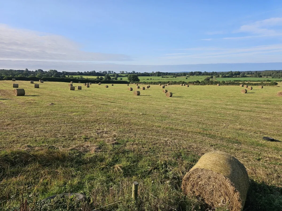300 bales of Hay for sale. - Image 1