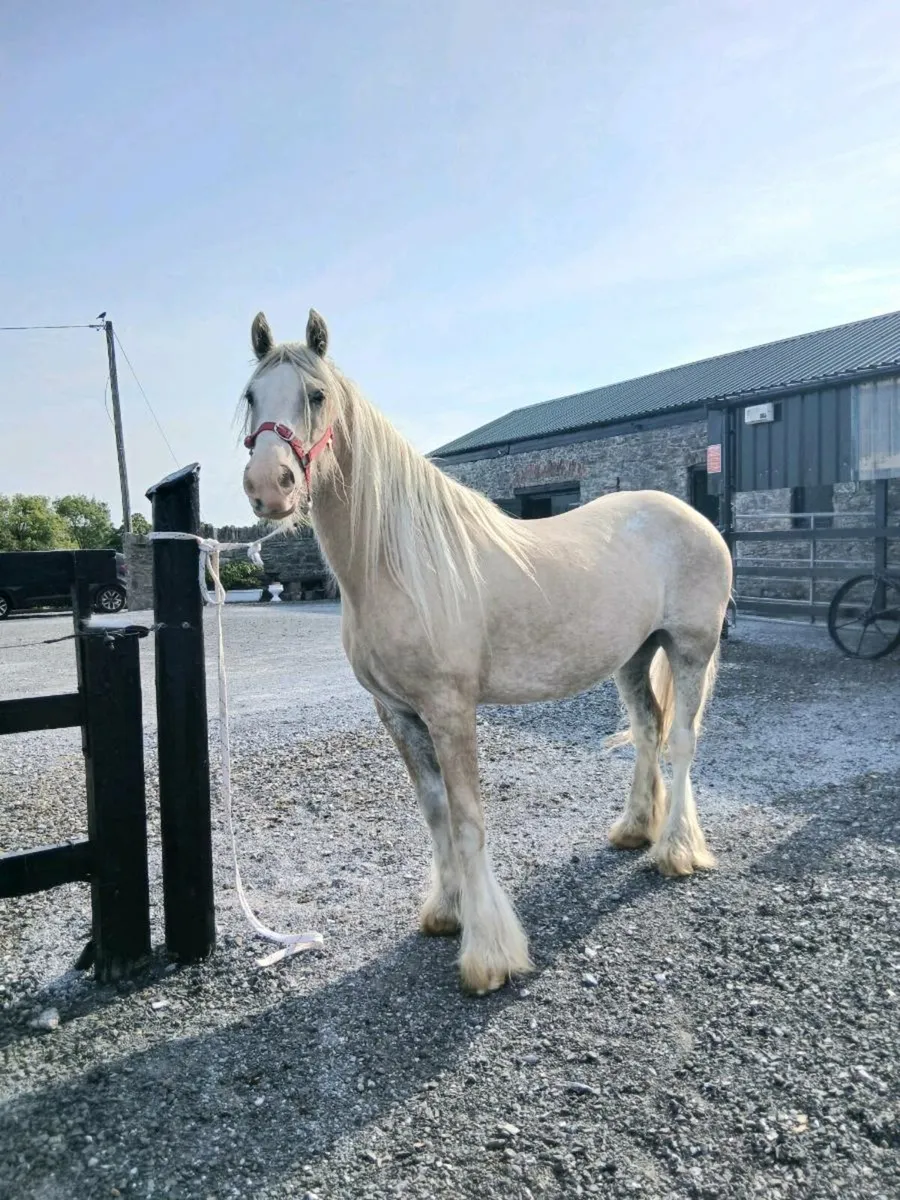 💥 Fabulous palamino filly 🔥 - Image 1